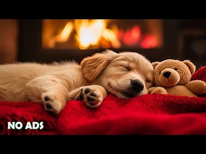 12 Hours of Dog Soothing Music for Dogs 🎶💖Soothing Anxiety Relief Music for Dog🐕🌈No Ads