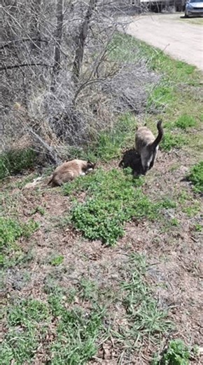 clip-4007852703-siamese-mix-cats-relaxing-colorado-sunshine-peaceful