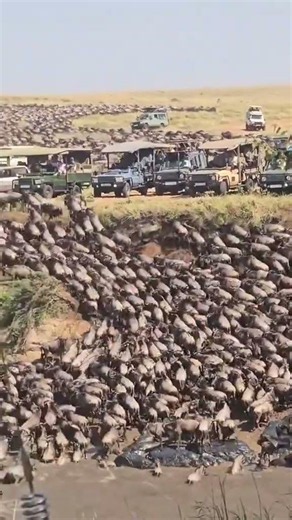 Witness the Serengeti Great Migration Mara River Crossings in July, August and September 2026–2027