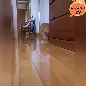 46K views · 7.9K reactions | Chubby so cute  | Cute Animals Baby | Facebook