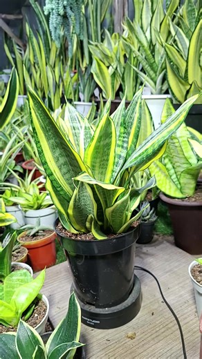 Discover Sansevieria Gold Bender Care Tips