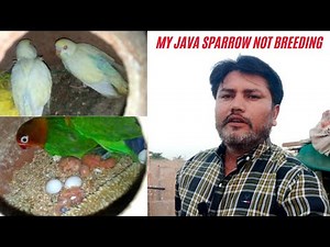 My Java Sparrows Not Breeding Yet and Fischer Breeding Start