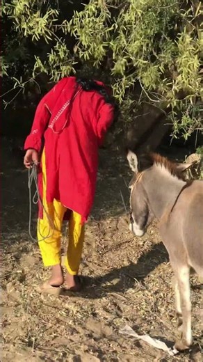 A Normal Day with a Donkey in the Village