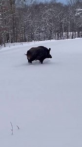 🐗 450lb Russian Boar!... - Mountain Meadow Hunting Preserve