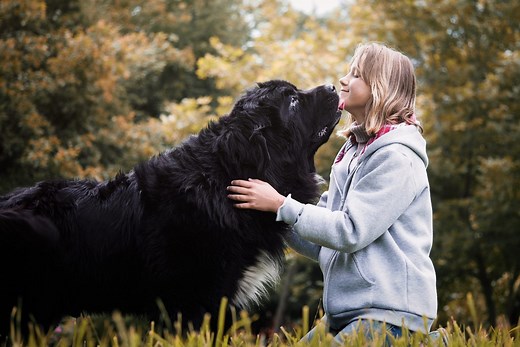25 Large Dog Breeds That Make Great Pets