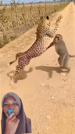 monyet dan macan#shortvideo