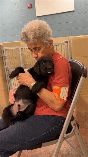Volunteer Bev is one of Leader Dogs for the Blind's wonderful on-campus volunteers who care for our puppies in all ways necessary... including those that involve cuddles. These adorable puppies have been dropped off by their breeding host families and are now waiting to start the next phase of their Future Leader Dog journey with a dedicated puppy raiser. Could this be you? This rewarding volunteer opportunity offers flexibility from home and the chance to make a meaningful difference in someone