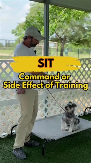 The 4 pillars of dog training start with teaching in motion! 🐾 When you teach your dog to follow through motion first, commands like “sit” come naturally. Asking your dog to sit without context or movement can lead to the command being ignored. But when you teach in motion, your dog becomes more relaxed and responsive. 🐕💡 Sit becomes automatic, not forced. Follow me for more dog training tips! #4Pillars #DogTraining #SitCommand #DogObedience #DogBehavior #MovementInTraining #DogTrainingTips #