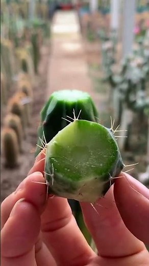How to Graft Cactus for Beginners | Step-by-Step Guide