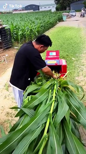 Corn Threshing Process with a Red and Yellow Machine