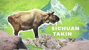 1.7K reactions · 285 shares | Meet the new animals of Asian Highlands. And become a member. It pays for itself in two visits. | Omaha's Henry Doorly Zoo and Aquarium | Facebook