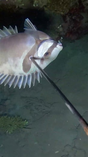 Night Fishing in Palawan #fishing #spearfishing