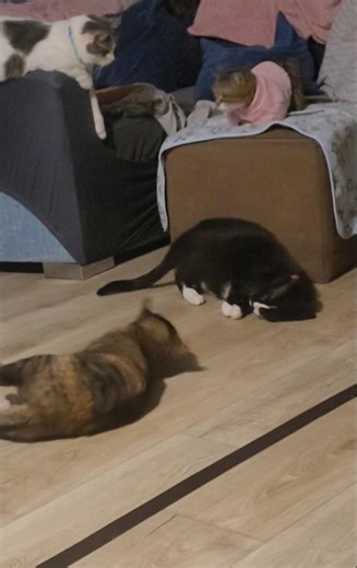 Cats Teddy Eevee have catnip treat wiggle around as Korin & Pika look down watching to judge them