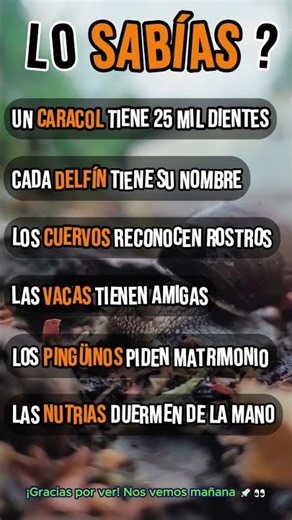 ¡DATOS INCREÍBLES! 🤯🔥 #shorts #curiosidades #ciencia