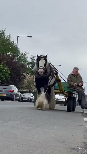 Horse & Cart, Beautiful Gypsy Vanner Horse, Proud Rider, UK 🇬🇧 @Smart Inspo