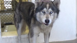 2.2K views · 164 reactions | TRANSFERRED TO DOWNEY SHELTER 01/14/2020...