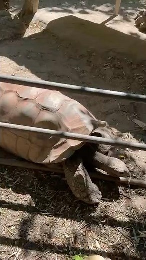 Meet the Aldabra giant tortoise, one of the largest tortoises on Earth! They can live over 150 years