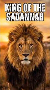 The Real Reason Lions Are Called Kings.