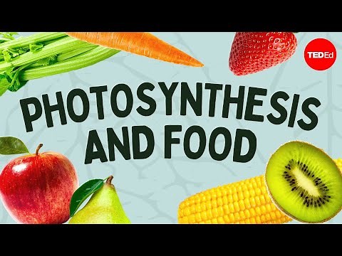 The simple story of photosynthesis and food - Amanda Ooten