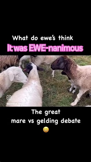 The Great Mare vs Gelding Debate What do you’s think ? Ewes are female sheep FYI bias #marevsgelding