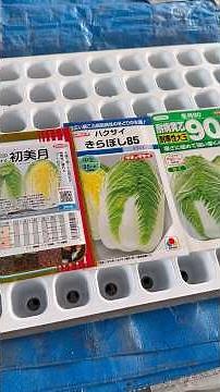 【緊急】白菜の種まき時期に注意してください！！