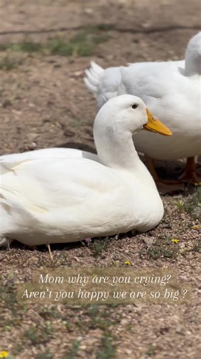 Such a beautiful feeling watching them grow up and become big and healthy ducks. Raising ducks is not for the weak they grow at such a fast rate, and they are very messy. Its rewarding, but sad as they go from little yellow ducklings to fully feathered ducks. 💕 #d#ducklingsd#ducksoftiktokr#ranchlifed#duckg#growingupi#itmademethinkofyouo#ofyoua#animalsoftiktokf#farmanimalsm#momlifeh#happyc#cuteanimalsf#fpyd#ducklife