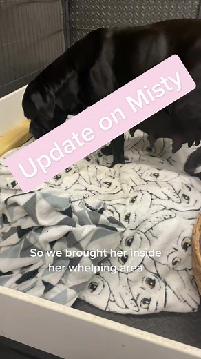 #foryourpage #canecorso #pregnant #dogmom #fyp #puppy #pregnantdog #whelping #birth #nesting #100k #newlife