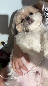 Random bebehan with the baby boy! 😂 #everydaylifewithmacho | Macho Guapito