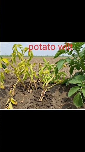 Fungi are silently destroying plants 🌱 Learn how in this easy video!