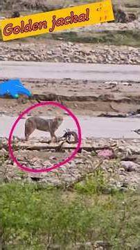 golden jackal 🐈 in river side area // #jimcorbettwildlifeandnatureview