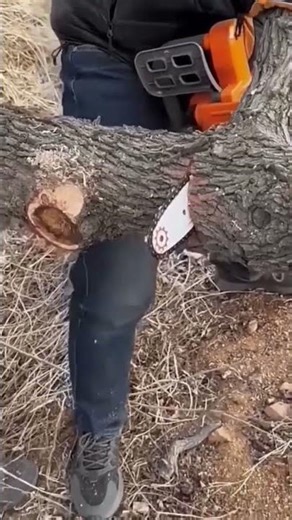 Gigantischer Baum wird mit Motorsäge gefällt – Präziser Holzschnitt in Aktion