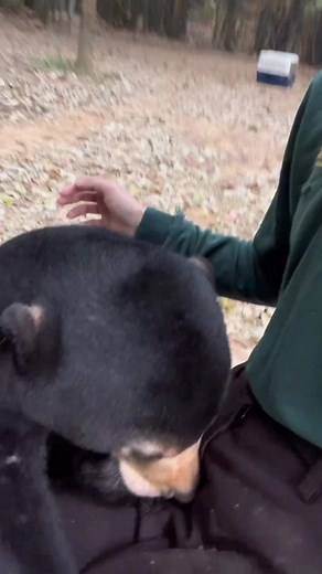 #foryou #anmals #funny#funnyvideos baby@🐻