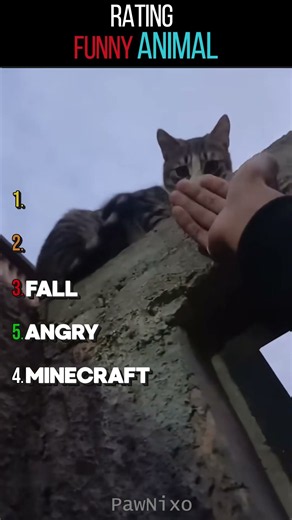 Ranking Angry and Sneaky Cats! 🐱😾 #shorts #usa