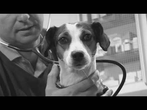 How Do You Know Your Dog Is Pregnant