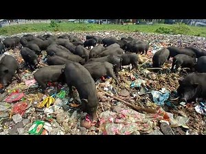 "How We Raise Happy Pigs: Inside Our Free-Range Farm!",free range pig farm