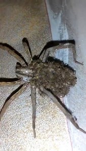 This dude films a Venomous Wolf Spider with babies on its back! | Weird videos for weird people