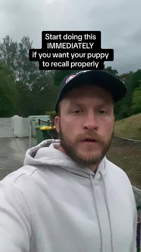 Start doing this YESTERDAY if youve got a young puppy #puppytraining #puppytrainingtips #puppytraining101