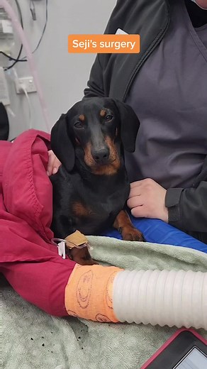 🐶 SEJI'S SURGERY DAY🐶 Seji came in to remove a retained deciduous (baby) tooth and for his castrate on Wednesday at @Rouse Hill Family Vets . we also found that unlike most dogs who are born with 42 teeth, he had only 38! Check out what happens behind the scenes in our vet hospital #veterinarian #dachshund #dogsofsydney #dogsoftiktok #vetsoftiktoks #petdentalhealth #petdentistry #dentalradiology