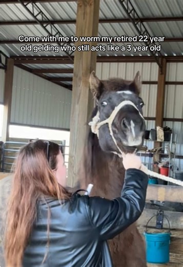 He’s such a poser acting old & grumpy #kidrock #rodeo #quarterhorse #deworminghorses #louisiana