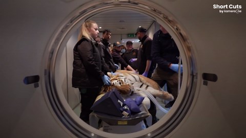 Le tigre de Sibérie Luca passe un scanner pour résoudre un mystère médical
