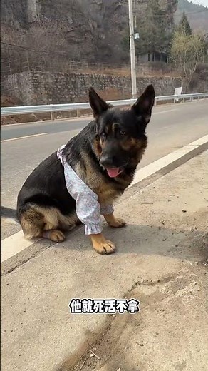 German Shepherd's Odd Dislike: His Own Poop! 🐶🚽 GermanShepherd PooProblem