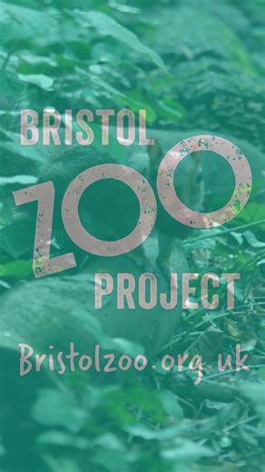 Autumn adventures await at Bristol Zoo Project! Discover animals, nature and play. | Bristol Zoo Project
