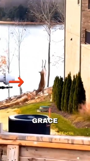 The Miracle Deer Rescue: He refused to give up. 🥺✨#shorts #rescuedeer