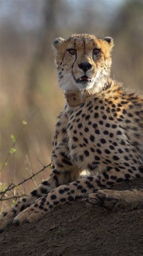 Watch the fastest animal on land, the majestic cheetah show off how beautiful he is 😲😍🐆 #cheetah #safarimoment #amazing #reelswildlife | All Out Safaris