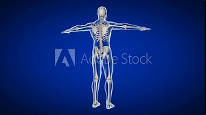 3d rendered medically accurate loopable animation of the human skeleton