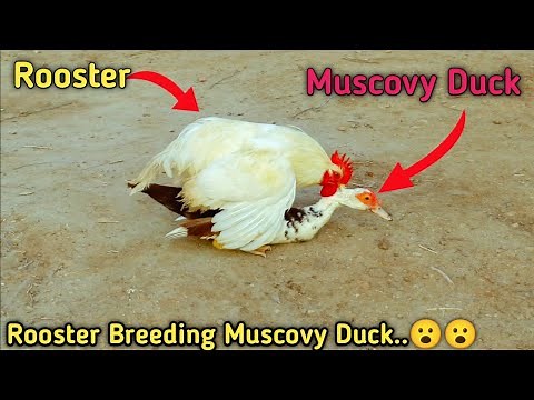 Rooster and Duck Breeding!!