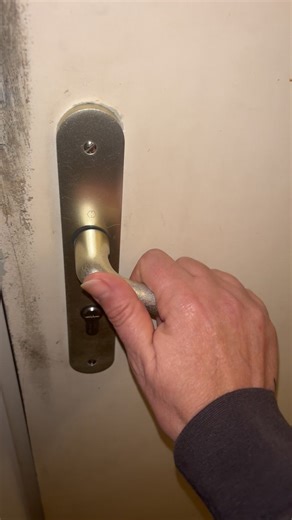 Amour et Protection Animale : Chats en Adoptions