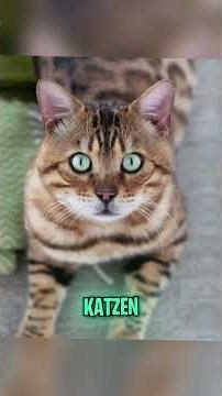 Die 5 teuersten Katzen der Welt 🐆