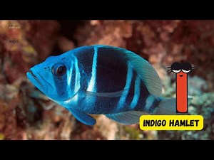 A–Z Coral Reef Fish Song 🌊 | Beautiful Reef Fish Alphabet for Kids | UZR Kids #abcd #kids
