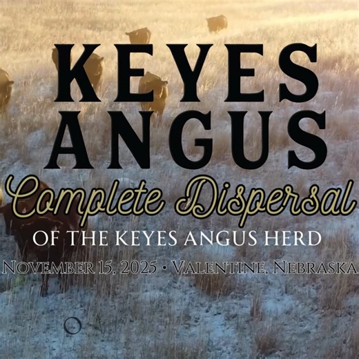 Keyes Angus Complete Dispersal Sale- Over 600 Head Sell! Saturday, November 15, 2025 @ 10:00 am Central At Valentine Livestock Market, Valentine, NE 200 Registered Angus Spring Pair Splits, 60 Registered Angus Spring Bred Heifers, 60 Commercial Angus Spring Bred Heifers, 70 18 Mo Bulls Herd Bulls More Info: https://bit.ly/4oeomVA | Livestock Digital